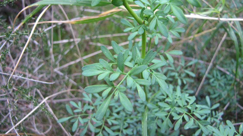 Ruta chalepensis
